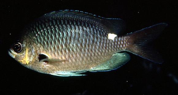 Chromis hypsilepis (Gunther, 1867)