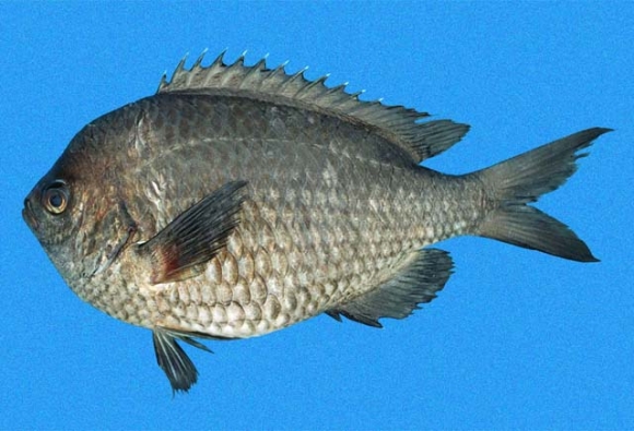 Chromis intercrusma Evermann & Radcliffe, 1917