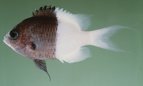 Chromis iomelas Jordan and Seale, 1906