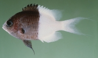 Chromis iomelas Jordan and Seale, 1906 Chromis iomelas Jordan and Seale, 1906