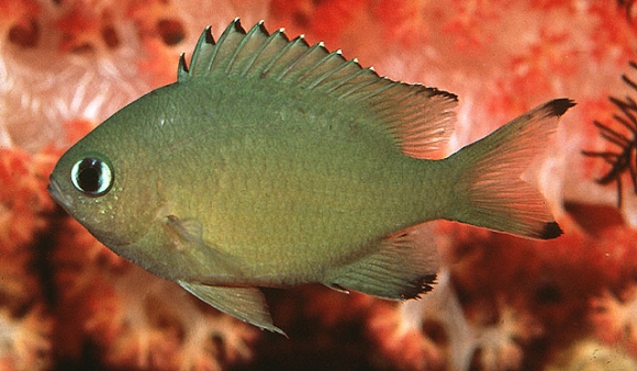 Chromis lepidolepis Bleeker, 1877