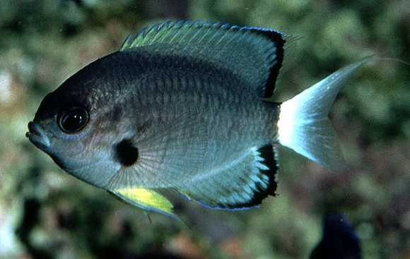 Chromis leucura Gilbert, 1905