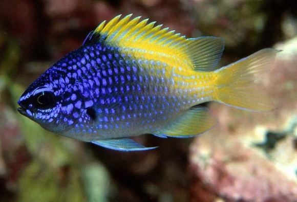 Chromis limbaughi Greenfield and Woods, 1980