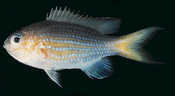 Chromis lineata Fowler and Bean, 1928