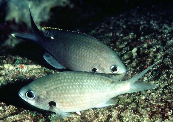 Chromis multilineata (Guichenot, 1853)