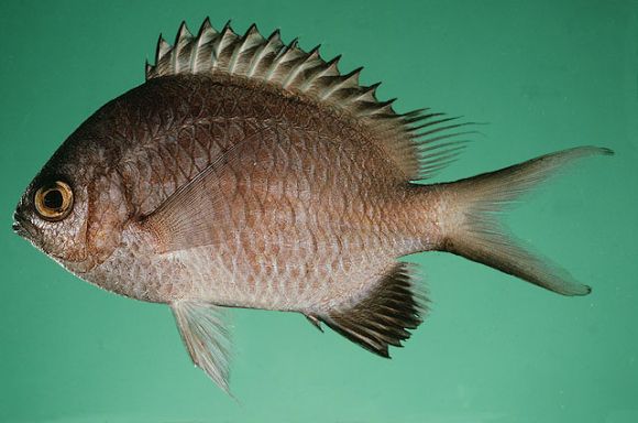 Chromis nigroanalis Randall, 1988