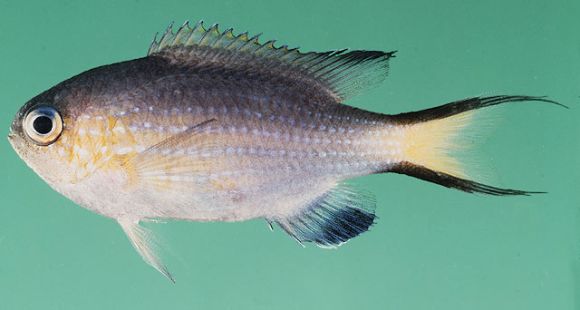 Chromis nigrura Smith, 1960