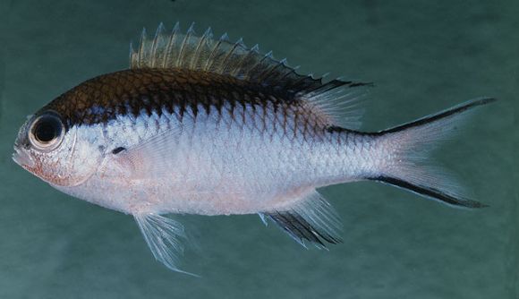 Chromis nitida (Whitley, 1928)