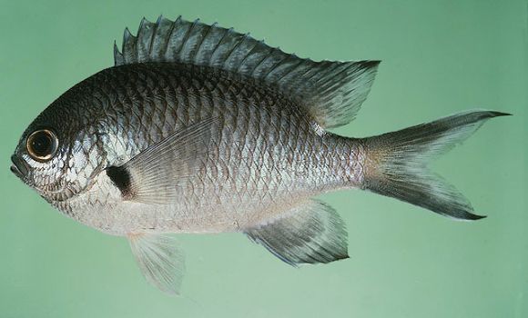 Chromis notata (Temminck & Schlegel, 1843)