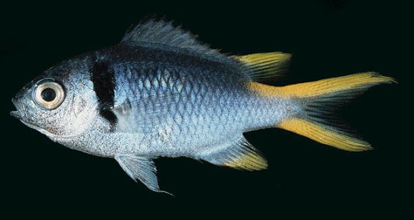 Chromis opercularis (Günther, 1867)