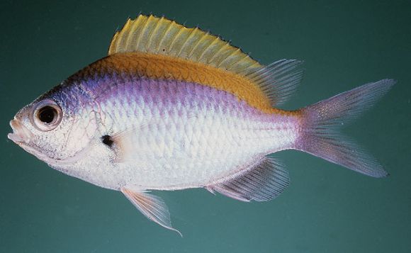 Chromis ovalis (Steindachner, 1900)