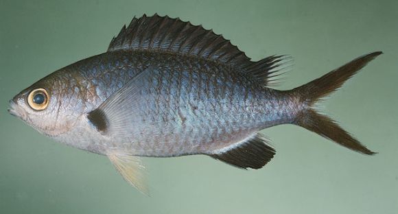 Chromis pamae Randall and McCosker, 1992