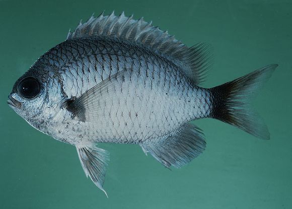 Chromis pelloura Randall and Allen, 1982