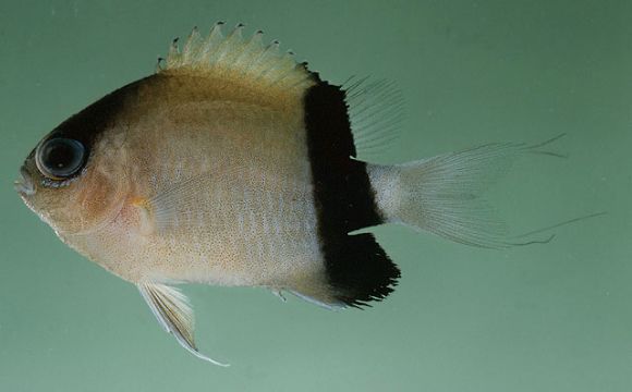 Chromis retrofasciata Weber, 1913