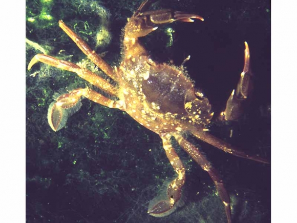 Liocarcinus arcuatus