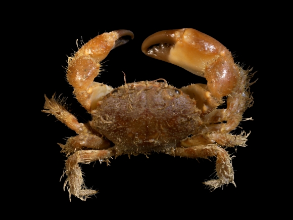 Pilumnus hirtellus